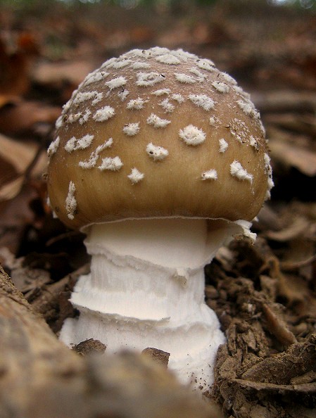 Amanita spissa?